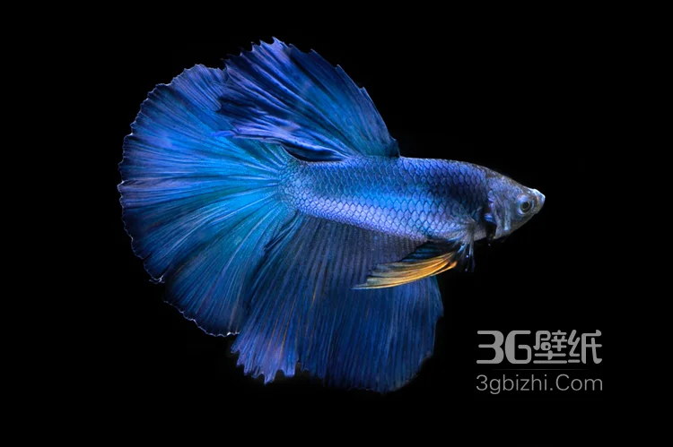 暹罗斗鱼，美丽而凶狠的暹罗斗鱼观赏鱼唯美摄影图片4