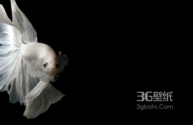 暹罗斗鱼，美丽而凶狠的暹罗斗鱼观赏鱼唯美摄影图片3