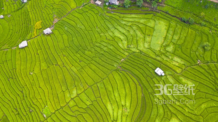 稻田无人机拍图片，一块一块错落有致的稻田唯美航拍图片3