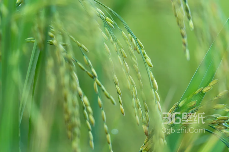 水稻，稻穗，快成熟的纯绿色小清新水稻稻穗植物图片3