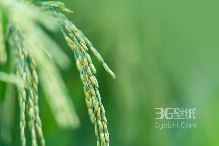 水稻，稻穗，快成熟的纯绿色小清新水稻稻穗植物图片4