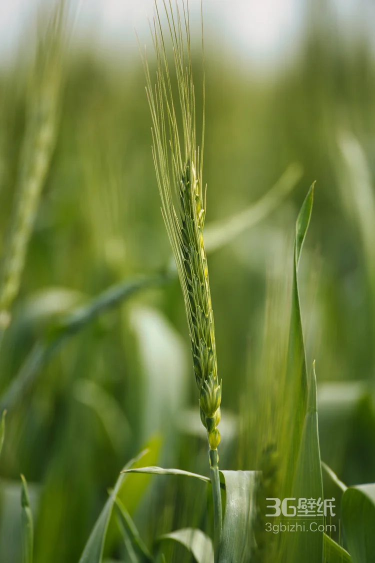 水稻，稻穗，快成熟的纯绿色小清新水稻稻穗植物图片5