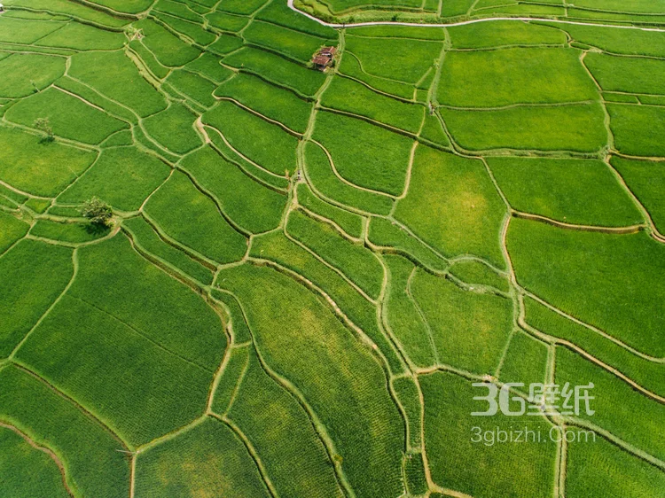 稻田无人机拍图片，一块一块错落有致的稻田唯美航拍图片2
