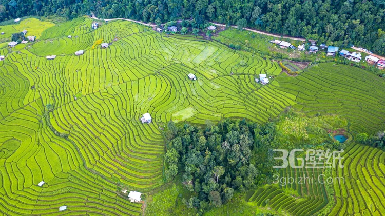 稻田无人机拍图片，一块一块错落有致的稻田唯美航拍图片5