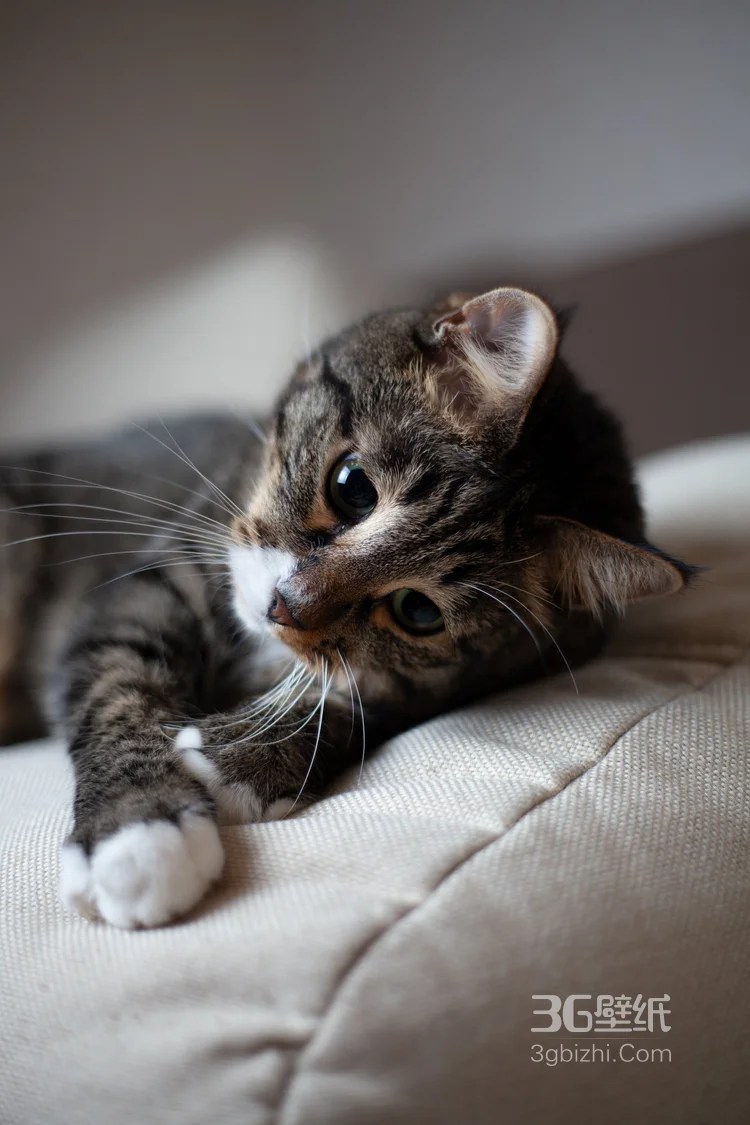 黑白条纹可爱小猫咪慵懒，逛街，摆拍摄影图片4