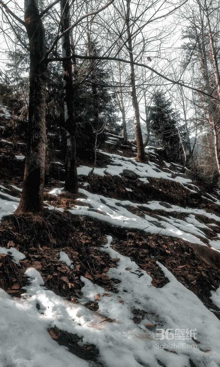 白雪皑皑，大雪覆盖下的森林树木，杉树，松树唯美景色图片8