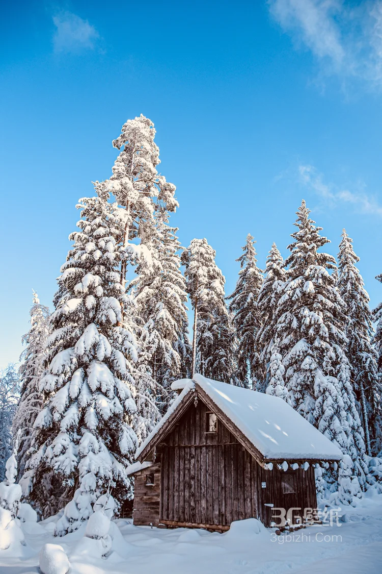 白雪皑皑，大雪覆盖下的森林树木，杉树，松树唯美景色图片3