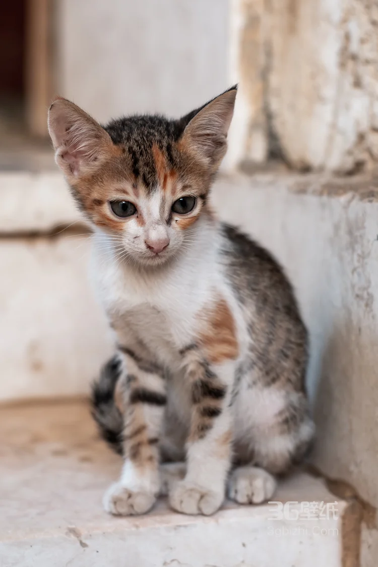 黑白条纹可爱小猫咪慵懒，逛街，摆拍摄影图片3