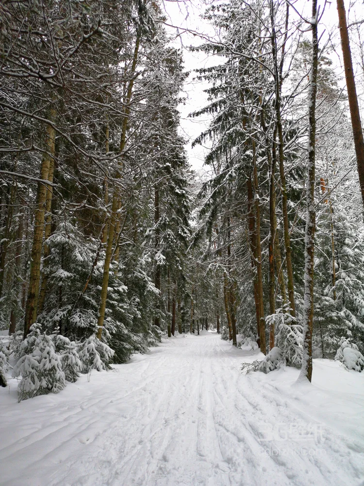 白雪皑皑，大雪覆盖下的森林树木，杉树，松树唯美景色图片4