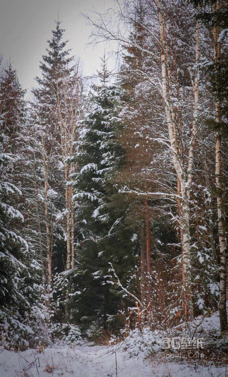 白雪皑皑，大雪覆盖下的森林树木，杉树，松树唯美景色图片2