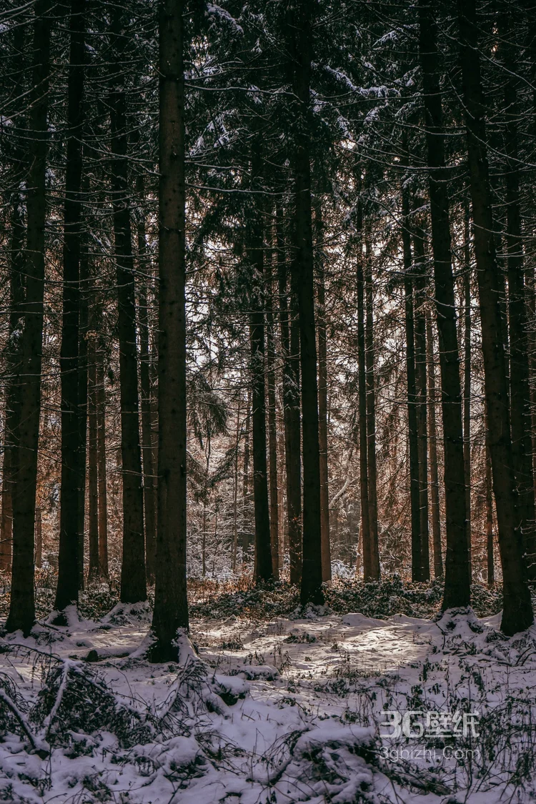 白雪皑皑，大雪覆盖下的森林树木，杉树，松树唯美景色图片5