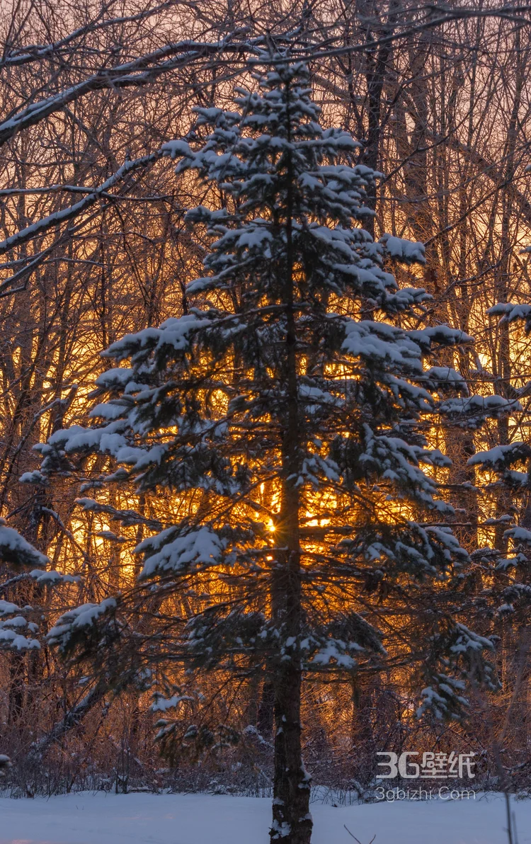 白雪皑皑，大雪覆盖下的森林树木，杉树，松树唯美景色图片7