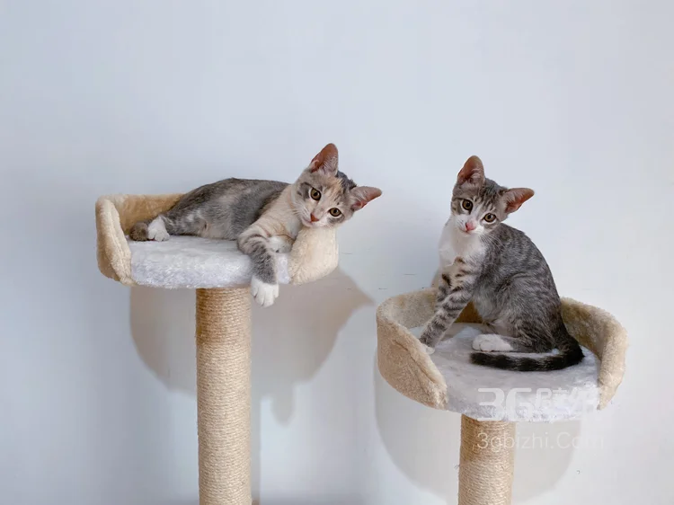 黑白条纹可爱小猫咪慵懒，逛街，摆拍摄影图片2