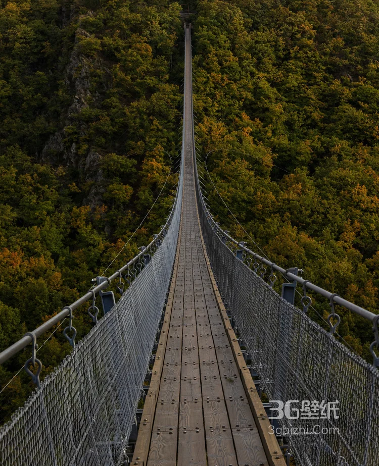 森林里的吊索长桥图片1