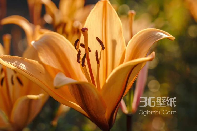 百合花，橙色花朵的美丽百合花唯美高清摄影美图图集5