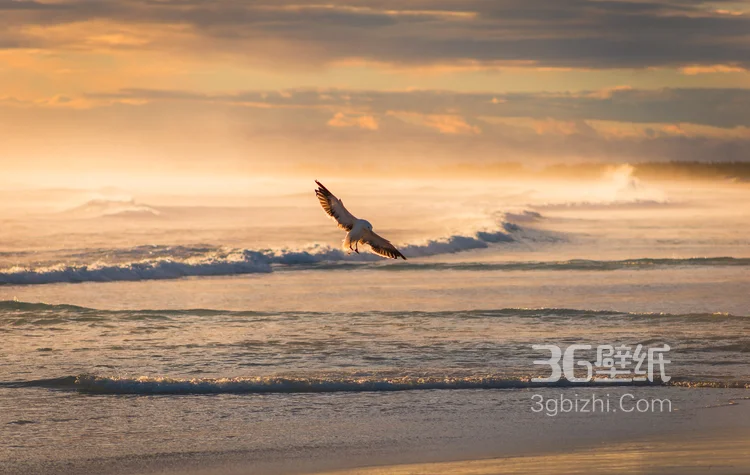 夕阳下，飞翔在天空中的大雁唯美意境图片2