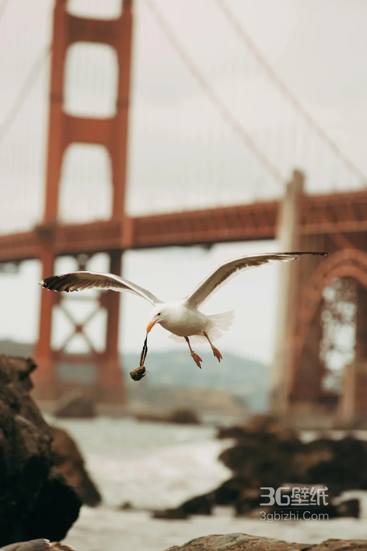 夕阳下，飞翔在天空中的大雁唯美意境图片5