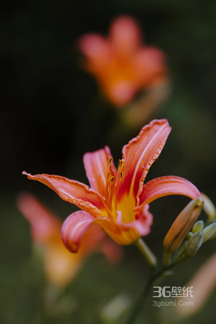 百合花，橙色花朵的美丽百合花唯美高清摄影美图图集6