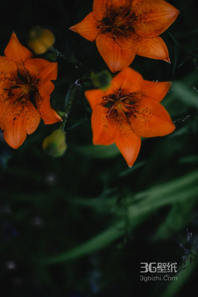 百合花，橙色花朵的美丽百合花唯美高清摄影美图图集3
