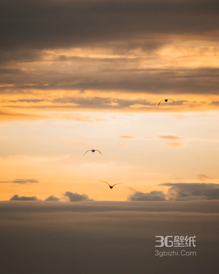 夕阳下，飞翔在天空中的大雁唯美意境图片4