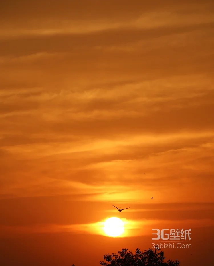 夕阳下，飞翔在天空中的大雁唯美意境图片3