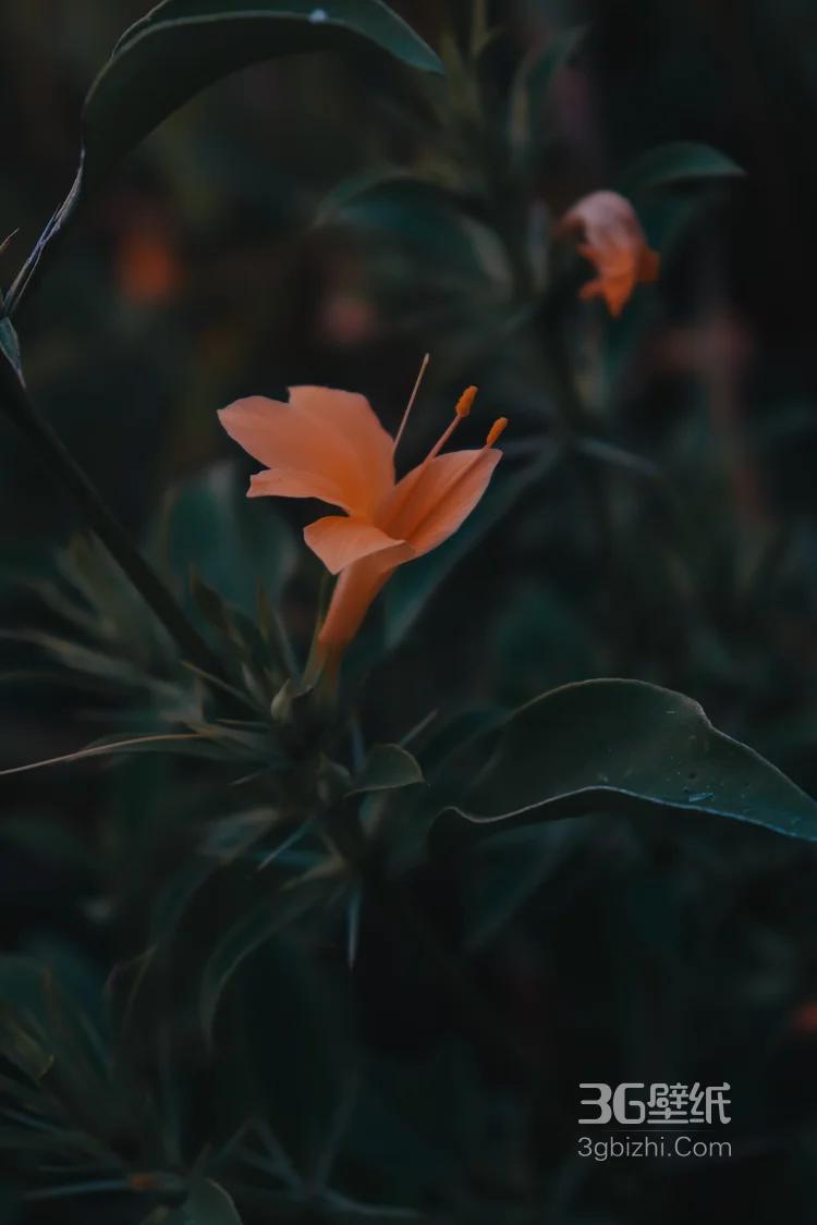 百合花，橙色花朵的美丽百合花唯美高清摄影美图图集4