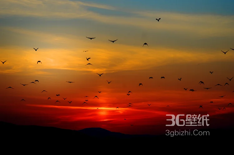 夕阳下，飞翔在天空中的大雁唯美意境图片6