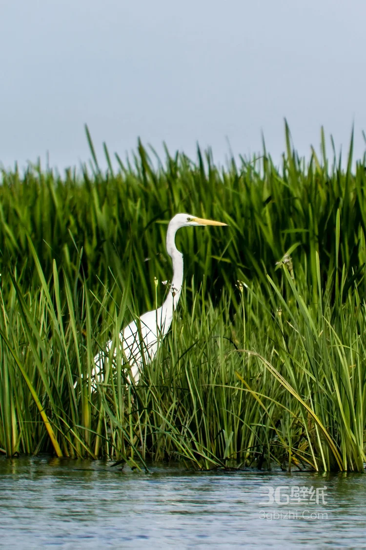 大白鹭图片，游荡在湖边，草丛里，芦苇荡里的白鹭图片2