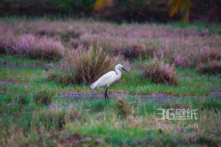 大白鹭图片，游荡在湖边，草丛里，芦苇荡里的白鹭图片5