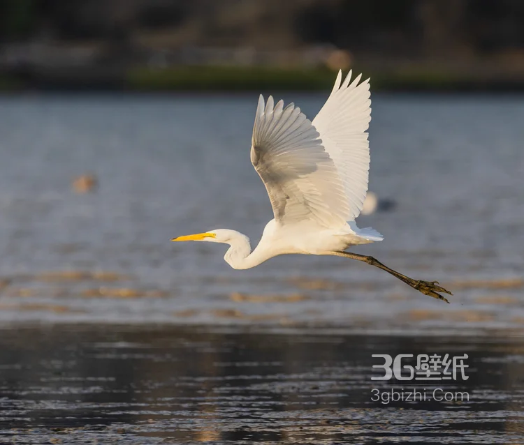 大白鹭图片，游荡在湖边，草丛里，芦苇荡里的白鹭图片7