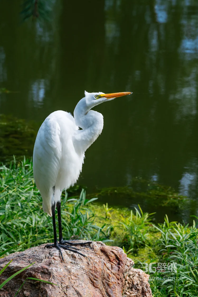 大白鹭图片，游荡在湖边，草丛里，芦苇荡里的白鹭图片6