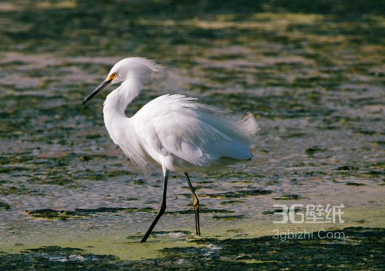 大白鹭图片，游荡在湖边，草丛里，芦苇荡里的白鹭图片3