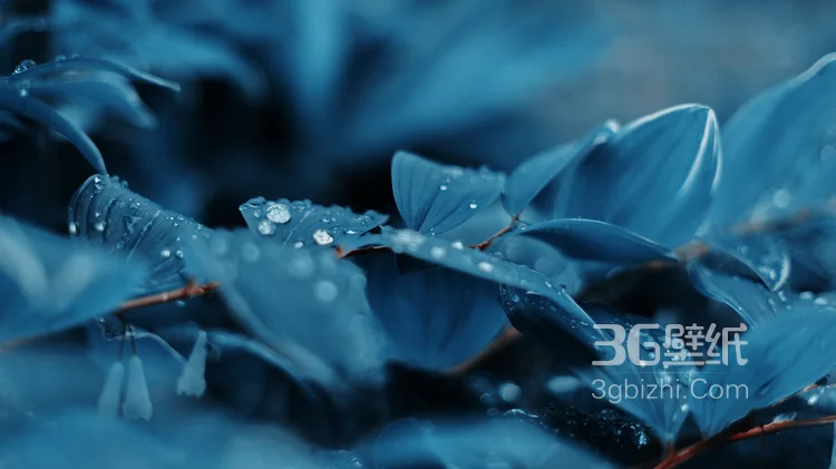 树叶，枝叶，露水，露珠，唯美清新露水绿叶图片6