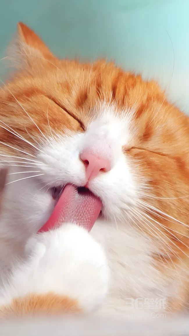 奶萌奶萌的可爱小猫咪打哈欠1