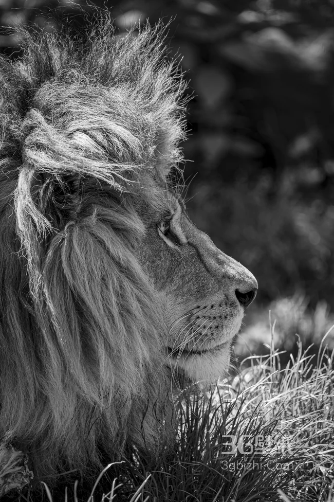 黑白写实狮子肖像壁纸 草原雄狮高清特写下载1