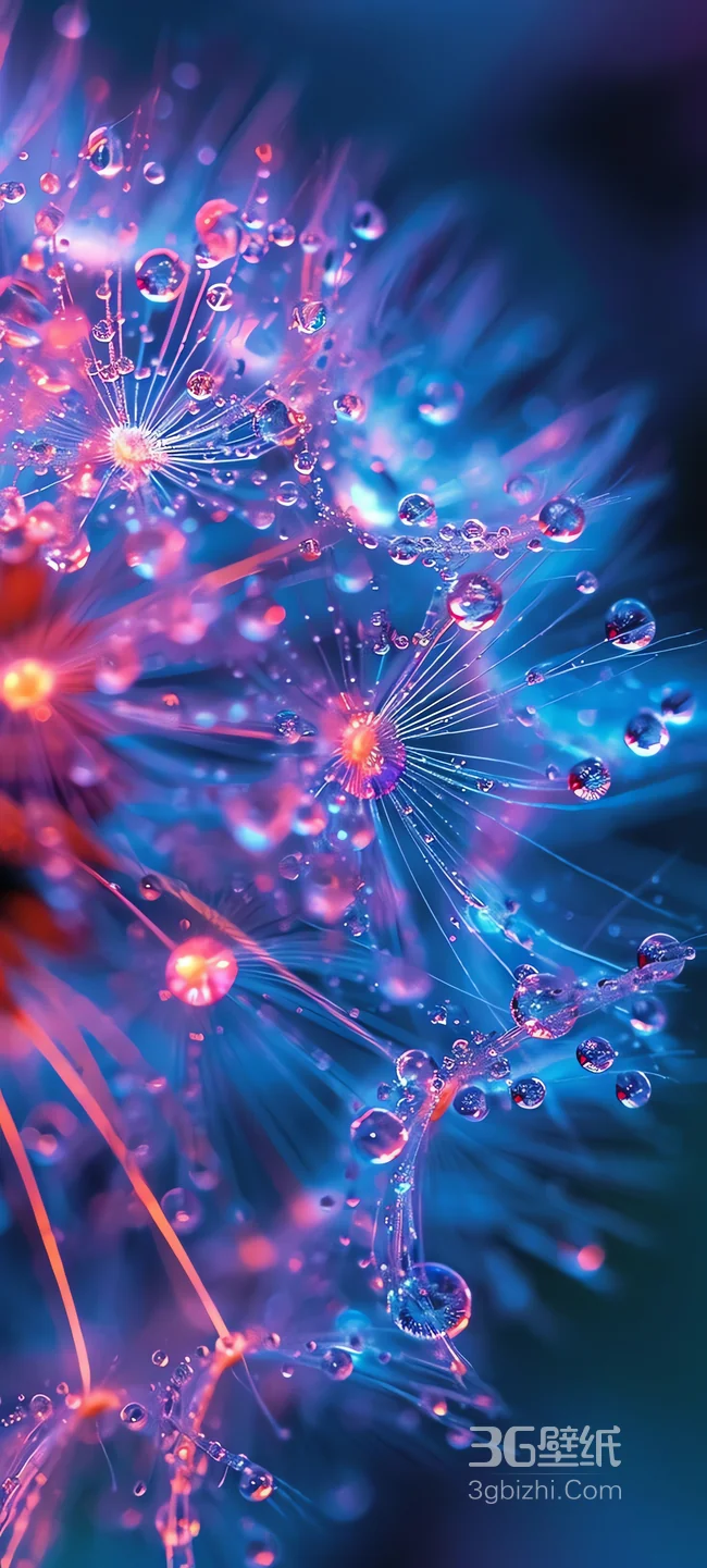 霓虹蒲公英 水滴微距梦幻色彩壁纸1