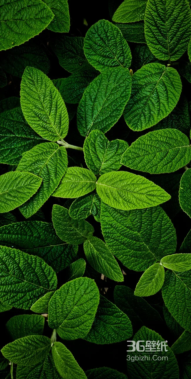 薄荷雨后鲜绿叶片特写自然风景壁纸1