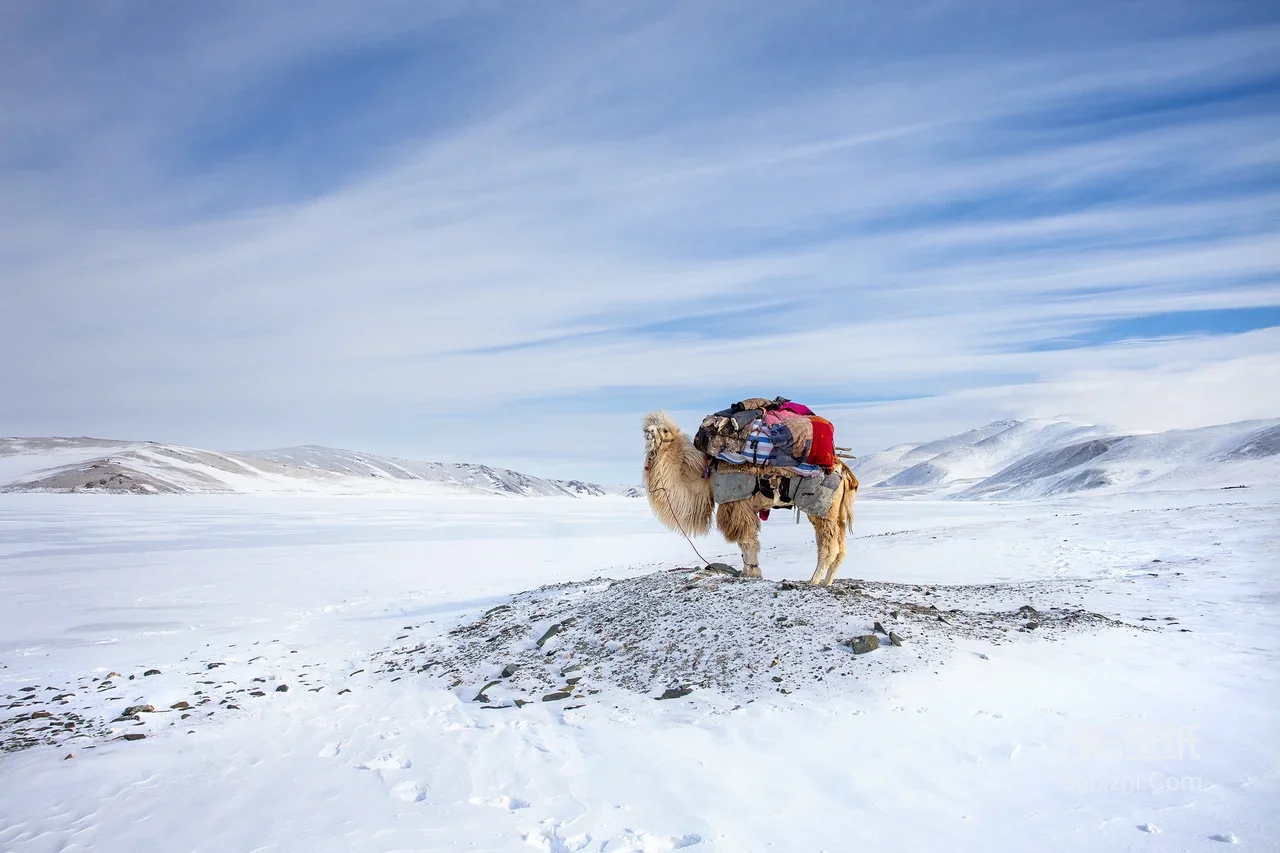 雪域高原冬季驮货骆驼 雪山雪地风景壁纸1