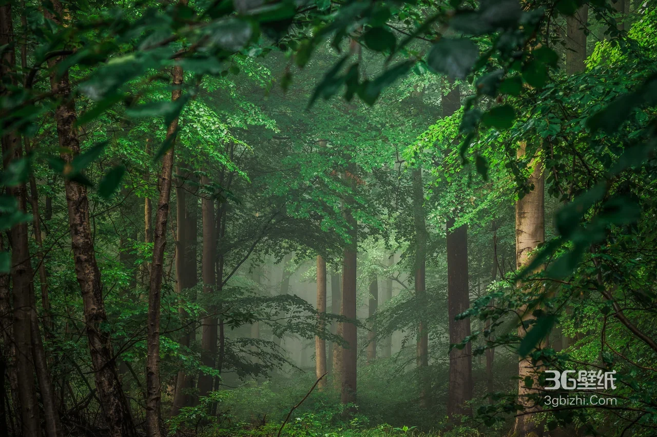 迷雾森林自然风景壁纸 森系清新治愈背景1