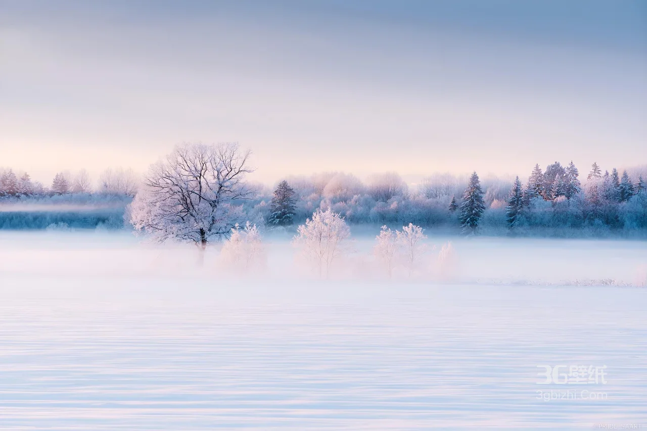 静谧冬季雪原晨雾雾凇树 梦幻雪景壁纸1