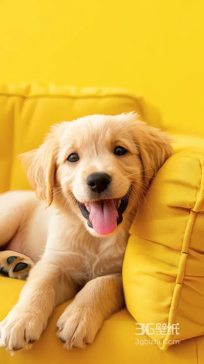 可爱金毛幼犬躺黄色沙发萌宠壁纸 温暖治愈系1