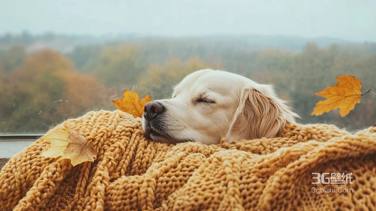 金毛犬·秋日窗边裹毯小憩 秋叶点缀 唯美治愈氛围感拉满1