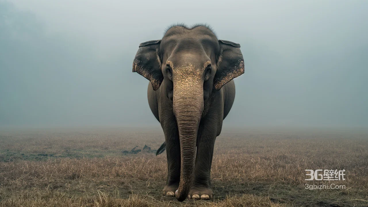 雾境草原大象·写实自然风 桌面壁纸精选1