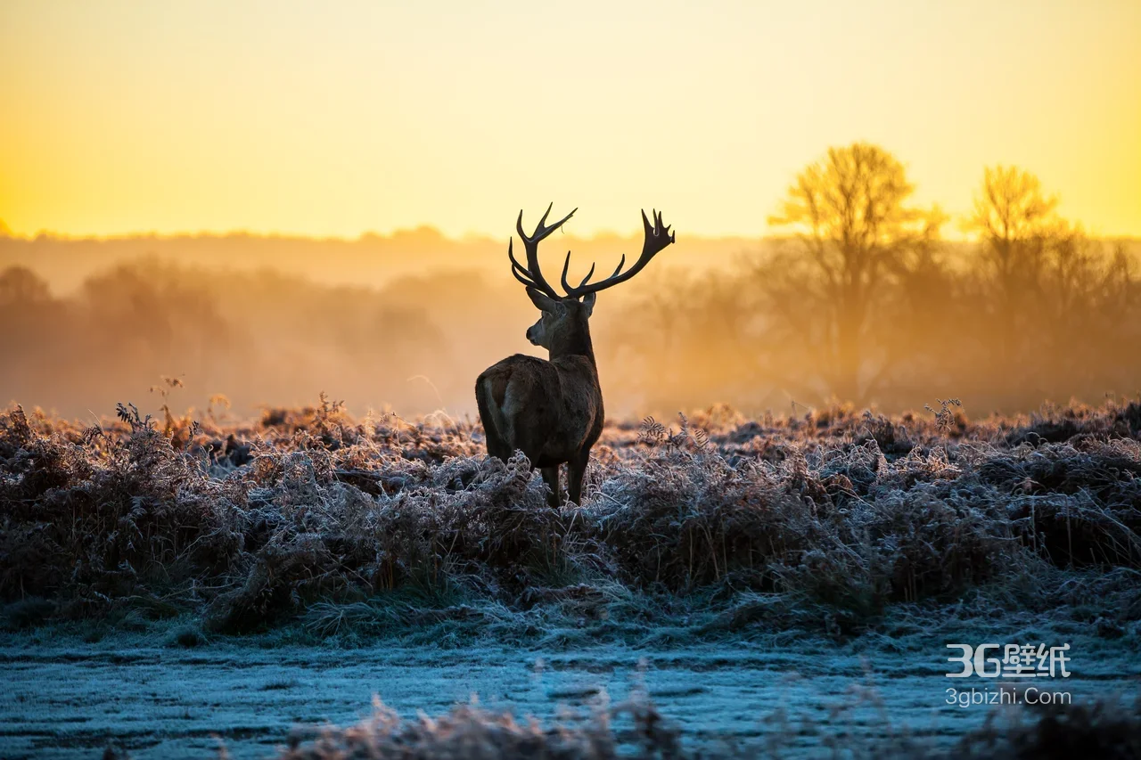 晨雾霜草间的雄鹿剪影·唯美写实·高清自然风景1