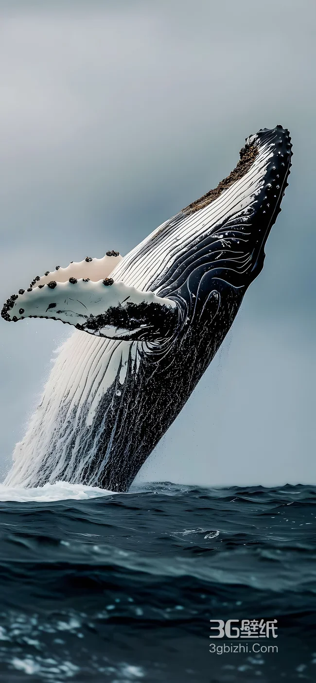 座头鲸跃海展鳍·黑白纹理写实唯美 深海震撼壁纸1