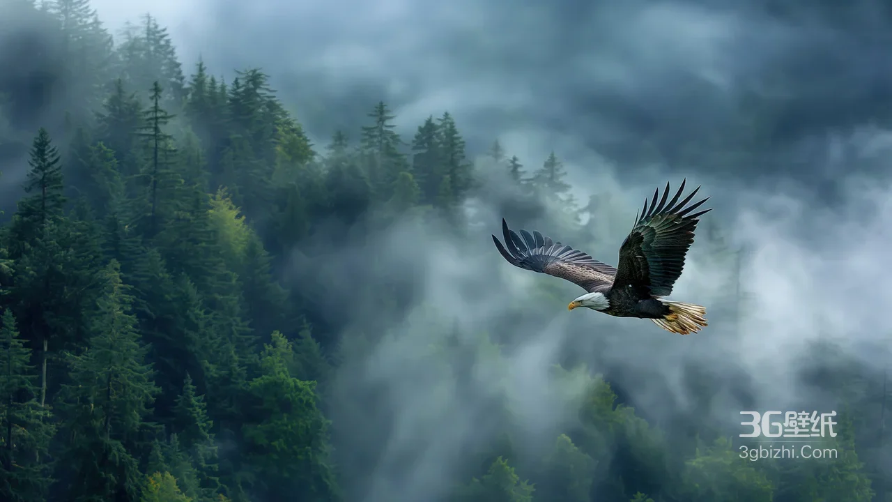 白头海雕振翅云雾森林·写实唯美 自然桌面背景1