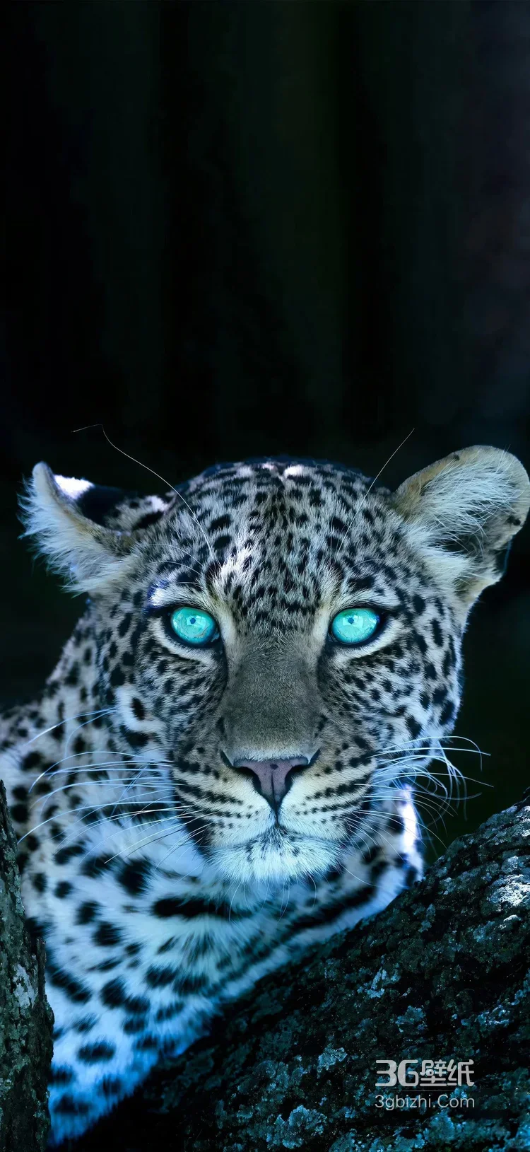 璀璨粒子豹·奇幻星光风 艺术创作 神秘生物各类的豹子超清手机壁纸图片大全4