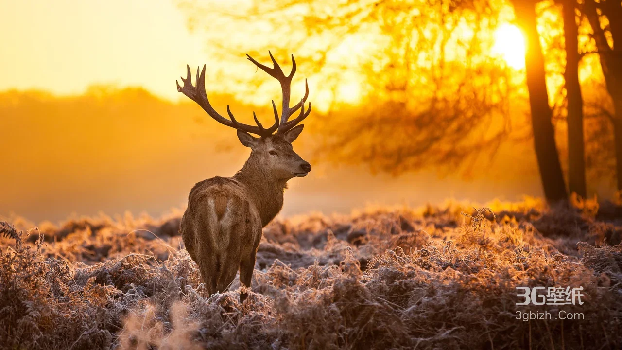 雄鹿·鹿角威严 唯美晨曦霜草原野桌面背景1