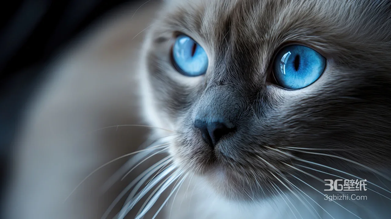 蓝眼猫咪·写实唯美风 清冷治愈桌面背景1