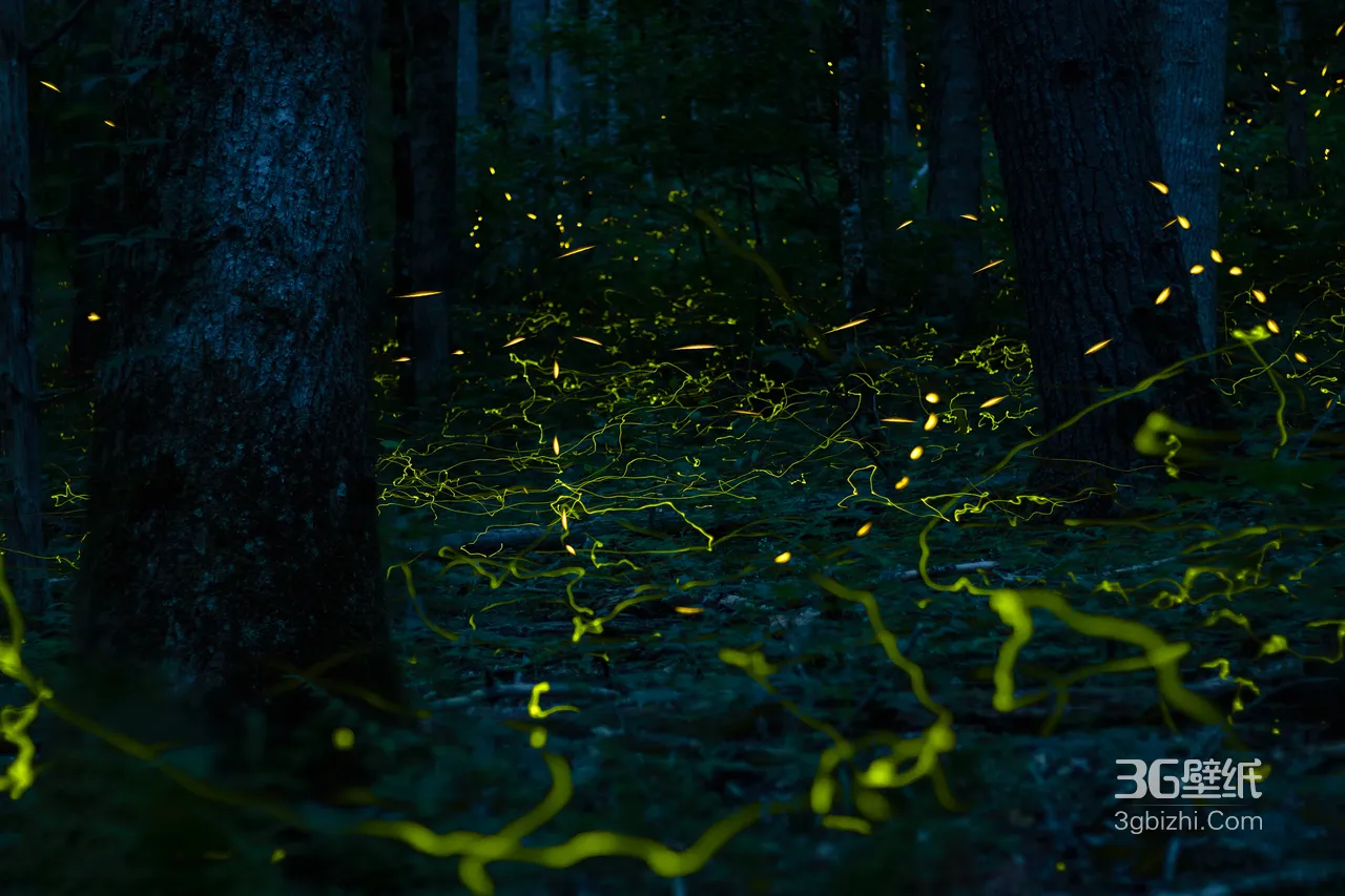 夏夜森林萤火光轨·唯美梦幻 自然奇幻电脑桌面1
